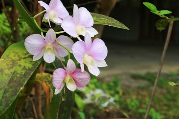 purple orchid flower beautiful close up in garden