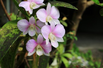 purple orchid flower beautiful close up in garden