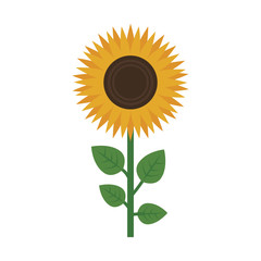beautiful sunflowers icon over white background. colorful design. vector illustration