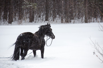 Fototapeta na wymiar The horse walking in winter woods