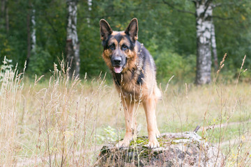 German shepherd dog in a autumn day