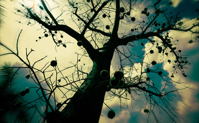 Lisa Downs Photography