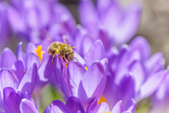 Flying bee to crocus flower. Early spring close-up flowers and working honeybee. 