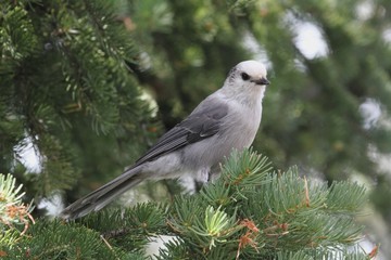 Gray Jay (Perisoreus canadensis)
