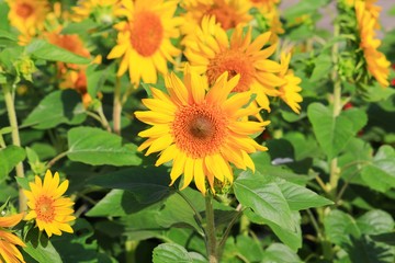 sunflowers yellow blooming  in garden flower beautiful