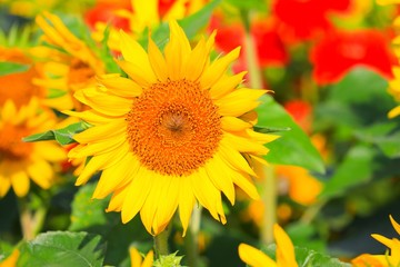  sunflowers yellow blooming close up in garden flower beautiful.