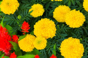 marigold yellow flower blooming beautiful in garden   (Tagetes erecta, Mexican marigold, Aztec marigold, African marigold)