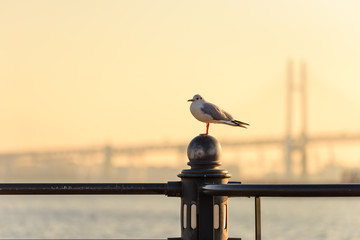 朝焼けのベイブリッジを背景にたたずむカモメ