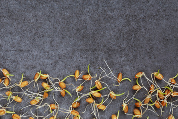 Germinated wheat grains