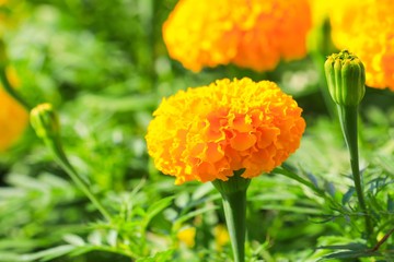 marigold yellow-orange flower blooming beautiful in garden   (Tagetes erecta, Mexican marigold, Aztec marigold, African marigold)