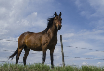 Beautiful brown arabian gelding in a field with wind blown mane and cloudy blue sky