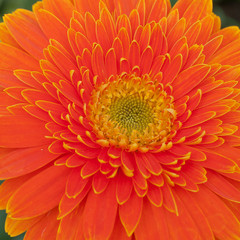 Orange Gerbera