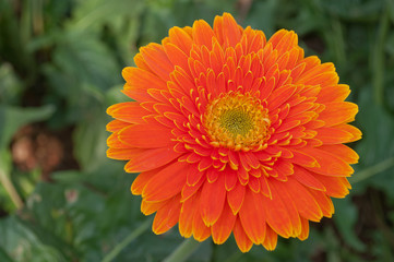 Orange Gerbera