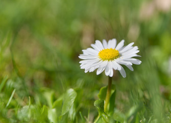 Obraz premium Daisy flower on meadow. 