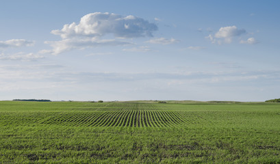 Fototapeta na wymiar Rows of freshly emerged wheat plants against a blue sky with clouds