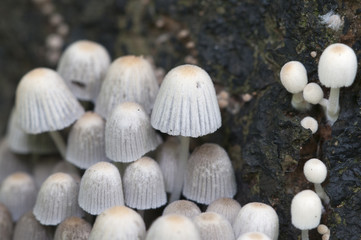 Fototapeta na wymiar Mushrooms (Coprinus disseminatus) on a stump