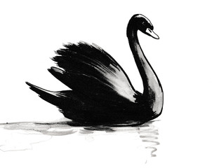 Black swan