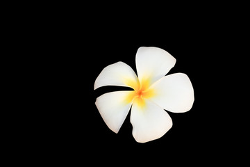 Plumeria flower  isolated on black background and clipping path ( Common name pocynaceae ,Frangipani , Pagoda tree, Temple tree )
