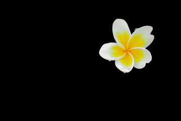 Plumeria flower isolated on black background and clipping path ( Common name pocynaceae,Frangipani , Pagoda tree, Temple tree )