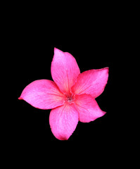 Plumeria flower red isolated on black background and clipping path ( Common name pocynaceae,Frangipani , Pagoda tree, Temple tree )
