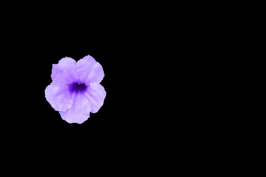 Popping pod flower purple isolated on black background and clipping path (Scientific name, Watrakanu, Minnie root, Feverroot, Cracker plant, Trai-no, Toi ting)