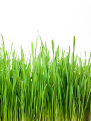 Fototapeta na wymiar green grass isolated