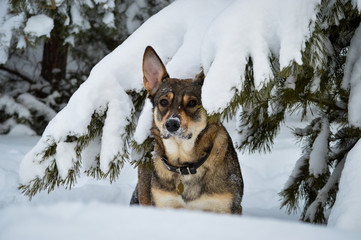 A mongrel like the wolf