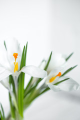 spring flowers crocuses