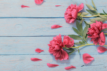 peonies on blue wooden background