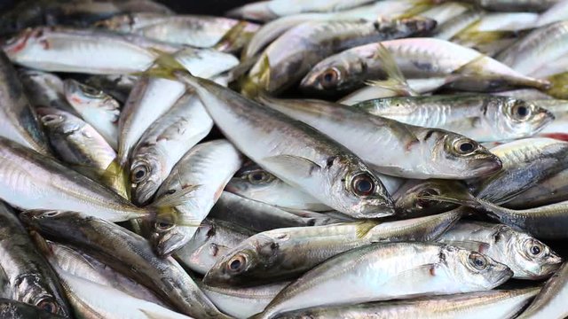 Fresh Catch Jack mackerel. Fish dock and fresh fishes. A lot of small fish is not cooked