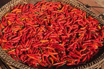 Fototapeta premium Basket of Red Chili Peppers in the sun.