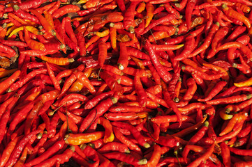 Fototapeta premium Red Chili Peppers in the sun.