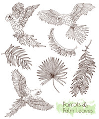 Hand drawn set with parrots and palm leaves on white