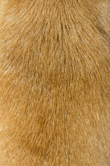 Brown dog hair closeup.