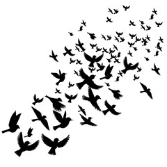 Obraz na płótnie Canvas vector flying birds silhouettes