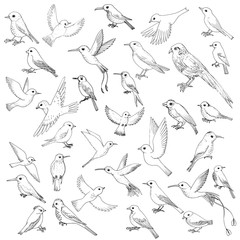 vector set of birds