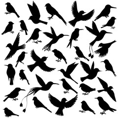 vector set of birds