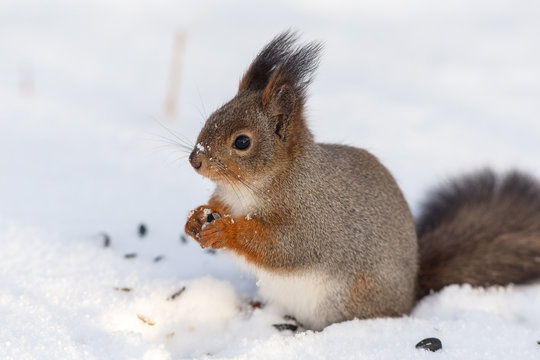 Portrait of a squirrel © Maslov Dmitry