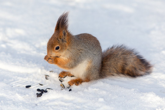squirrel eating sunflower seeds © Maslov Dmitry