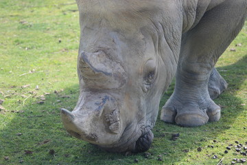 Obraz premium rhinoceros