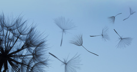 Obraz premium Dandelion sylwetka puszysty kwiat na błękitnym zmierzchu niebie