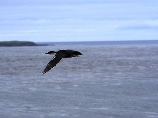 Imperial Shag, Phalacrocorax atriceps,  Sea Lion Island, Falkland Islands / Malvinas