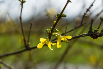Frühlingsblumen