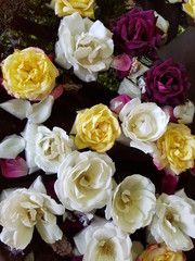 Camelia 