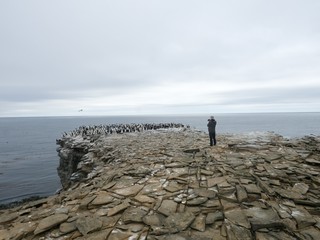 large nesting colony, Imperial Shag, Phalacrocorax atriceps,  Sea Lion Island, Falkland Islands /...