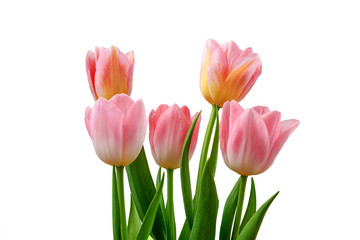 Bouquet of five pink tulips isolated on a white background.