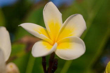 Fototapeta na wymiar Spring floral background with white plumeria flowers on a sunny day