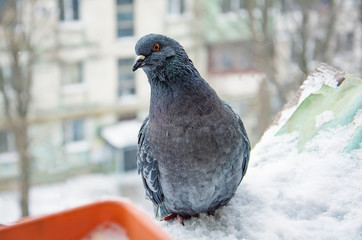 Portrait of pigeon