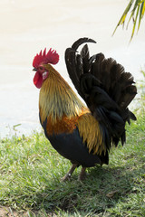 beautiful rooster 