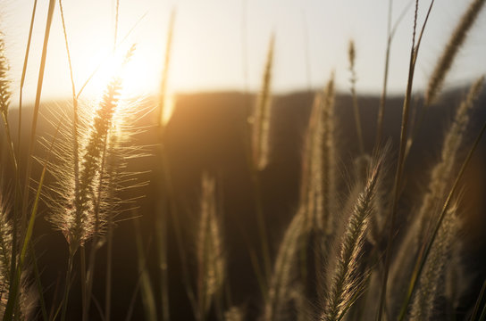 Evening light. nature in evening.